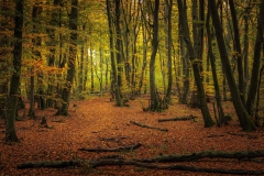 Herbstwald