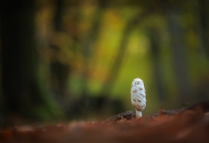 Pilz