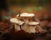 Pilze mit Schnecke