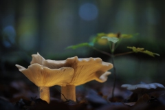 Pilz-Duo