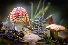 Fliegenpilz