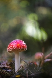 Fliegenpilz