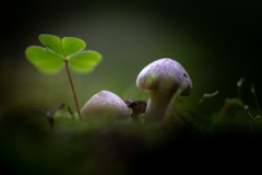 Pilz und Klee