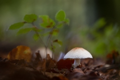 Pilz