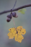 Herbstlaub