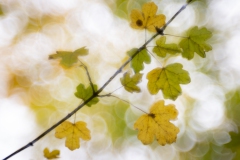Herbstlaub