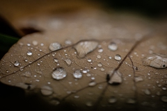 Herbstblatt