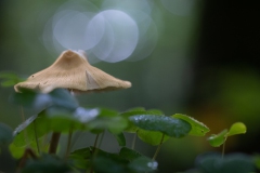 Pilz und Klee
