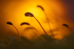 Moos im Gegenlicht