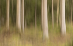 Wald