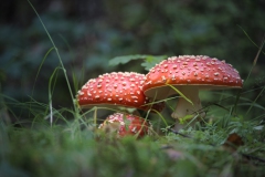 Pilze