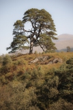 Baum