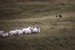 Schafe mit Collie