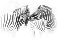 Zebras