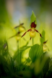 Frauenschuh-Orchidee