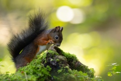 Neugieriges Eichhörnchen