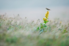 Wiesenpieper auf gelbem Enzian