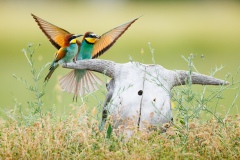 Bienenfresser
