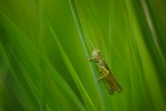 Heuschrecke im Grasdschungel