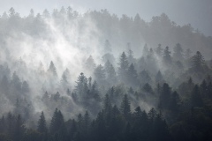Bergwald im Regendunst