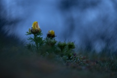 Adonisröschen am frühen Morgen