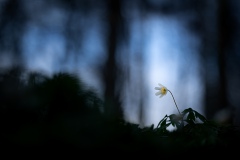 Buschwindröschen im dunklen Wald
