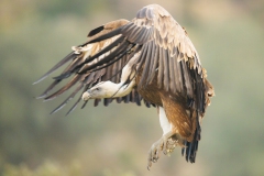 Gänsegeier