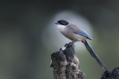 Blauelster
