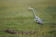 Grauereiher