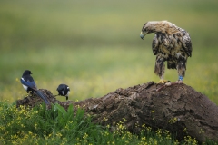 Kaiseradler beäugt Elstern