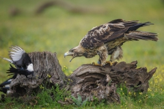 Kaiseradler genervt von Elstern