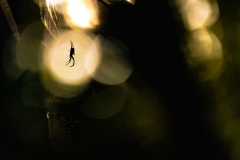 Spinne mit Netz  im Gegenlicht