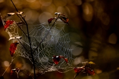 Spinnennetz  im Gegenlicht