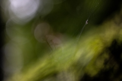 Spinne mit Netz im Teutoburger Wald