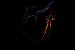 Spinne im Gegenlicht