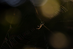 Spinne mit Netz  im Gegenlicht