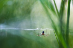 Spinne im Hohen Venn