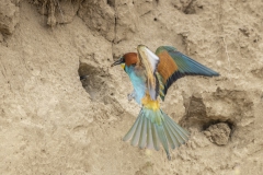 Bienenfresser Futterübergabe an Bruthöhle
