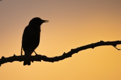 Star zu Sonnenaufgang