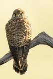 Turmfalke