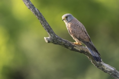 Turmfalke