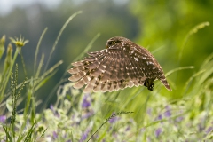 Steinkauz im Flug