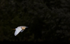 Rallenreiher im Flug