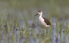Stelzenläufer-Jungvogel