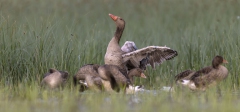 Familie Graugans