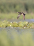 Ente