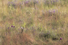Hier versteckt sich ein Hase