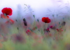 Feld mit Mohn kurz vor Sonnenaufgang
