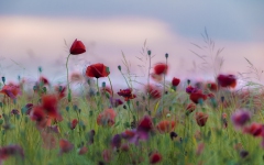 Feld mit Mohn kurz vor Sonnenaufgang