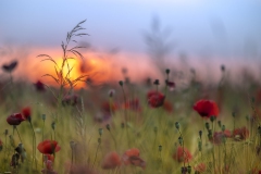 Feld mit Mohn bei Sonnenaufgang